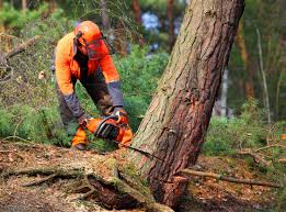 Why Choose Our Tree Removal Services in Chandler, TX?