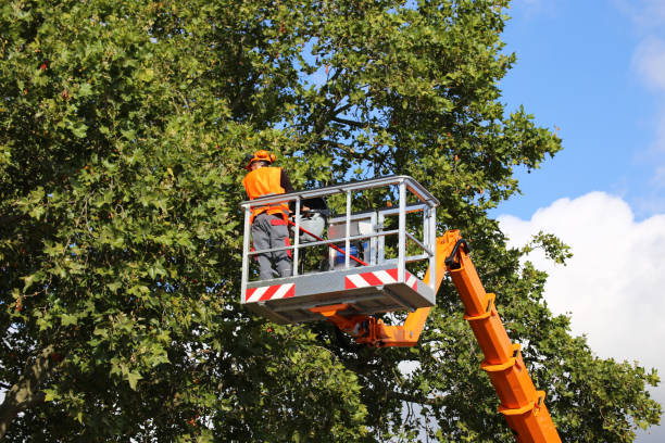 Best Tree Removal Service  in Chandler, TX