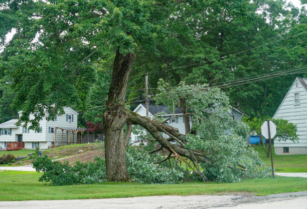 Best Leaf Removal Services  in Chandler, TX