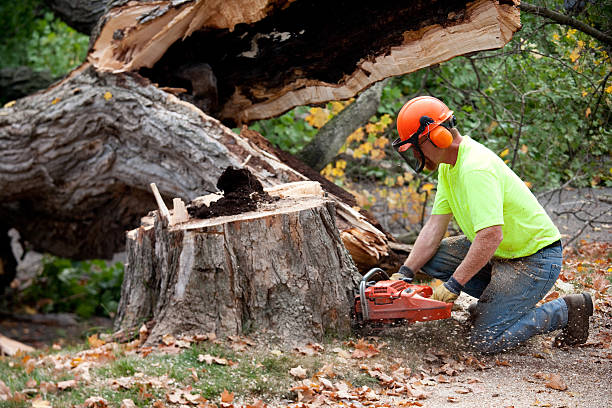 Best Hazardous Tree Removal  in Chandler, TX