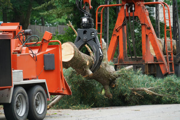 Best Grass Overseeding  in Chandler, TX