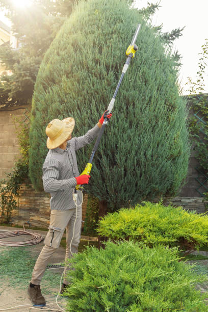 Best Tree Maintenance Programs  in Chandler, TX